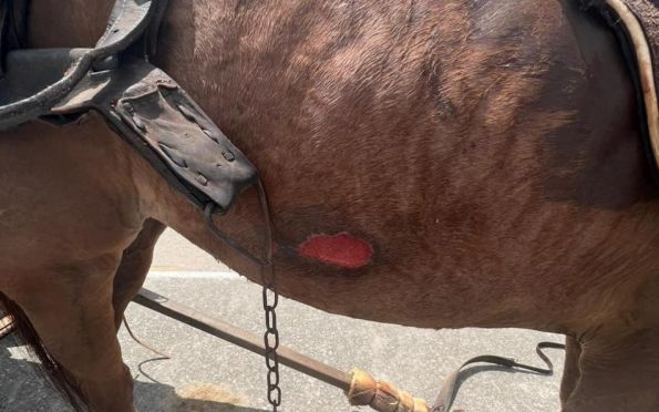 Cavalo é vítima de maus-tratos em Lagarto, em Sergipe