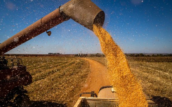 Dia de Campo marca início da colheita do milho em Sergipe