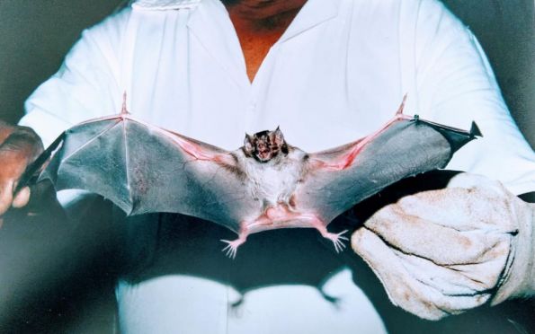 China: cientistas descobrem vírus semelhante ao da Covid em morcegos
