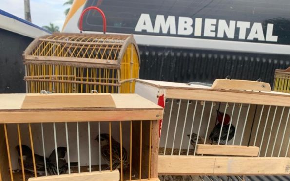 Polícia Ambiental apreende 40 aves em comércio ilegal em Lagarto