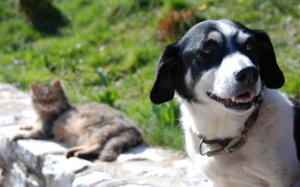 Rosário do Catete (SE) vai realizar mutirão de castração de cães e gatos