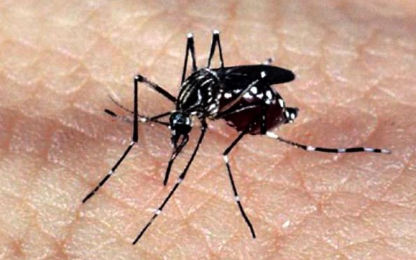 Sergipe registra mais de quatro mil casos de Dengue em 2022
