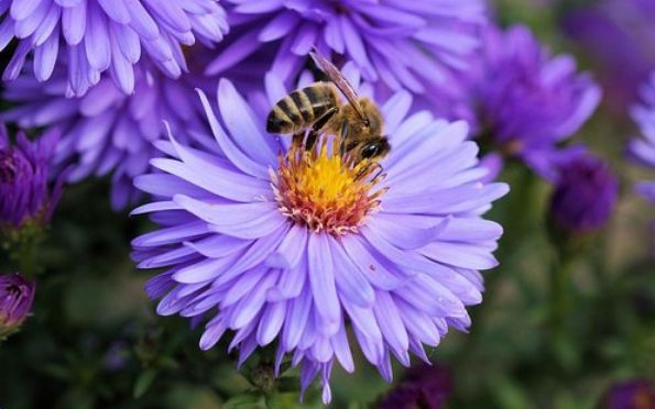 Secretaria de Meio Ambiente promove curso sobre abelhas sem ferrão