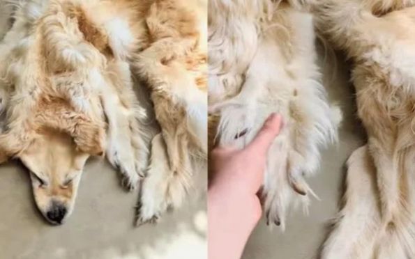 Vídeo: família transforma cãozinho morto em tapete e viraliza