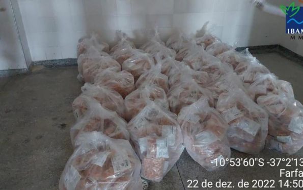 Cerca de 470 quilos de filé camarão são apreendidos em situação irregular
