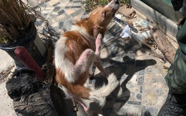 Seis cães são resgatados em situação de maus-tratos em Aracaju