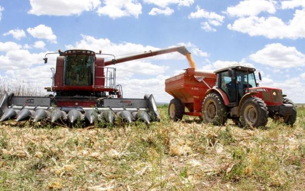 Sergipe: cresce safra de grãos e colheita do milho é recorde em 2022