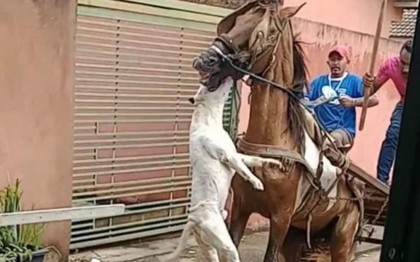 Vídeo: em ataque brutal, pit-bull fica pendurado em lábio de cavalo