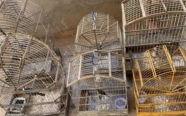 19 pássaros silvestres são resgatados de cativeiros ilegais em Sergipe