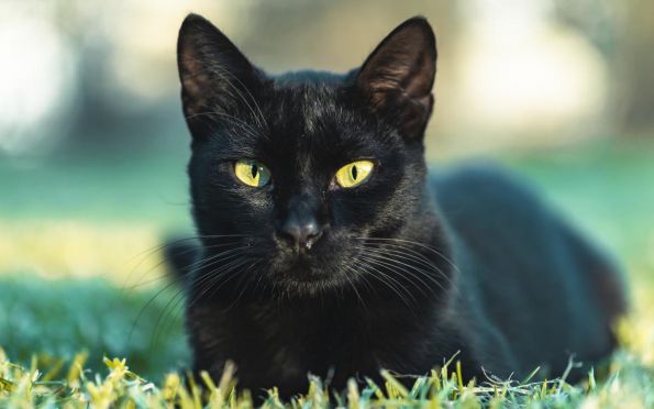 Saiba como proteger seu gato preto dos perigos da Sexta-Feira 13