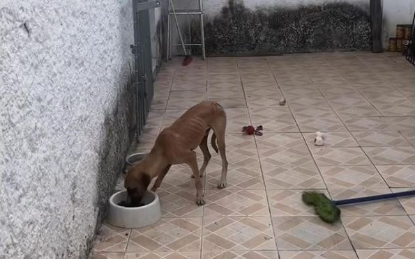 Três cavalos e dois cães vítimas de maus-tratos são resgatados em Aracaju