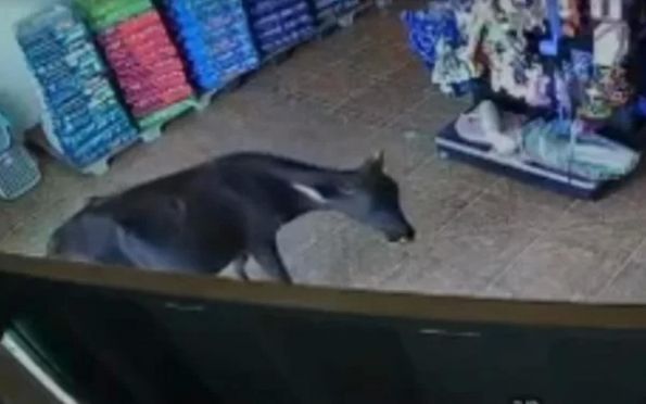 Bezerro “visita” pet shop no interior de Goiás. Vídeo
