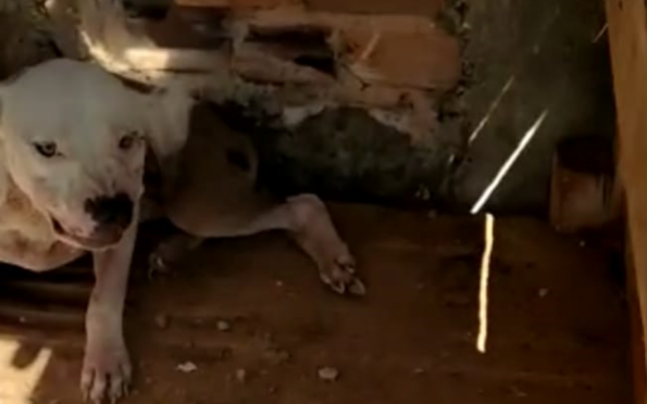 Cachorro vítima de maus-tratos é resgatado em Estância 