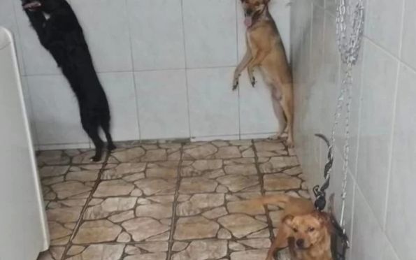 Cães e gato são resgatados após dias acorrentados e pendurados pelo pescoço