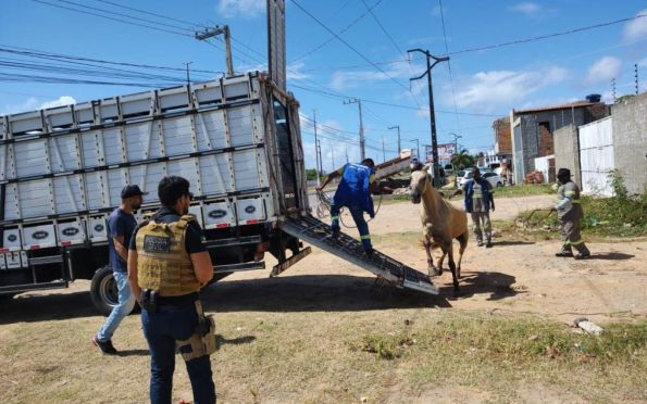 Cavalos em situação de maus-tratos são resgatados em Aracaju