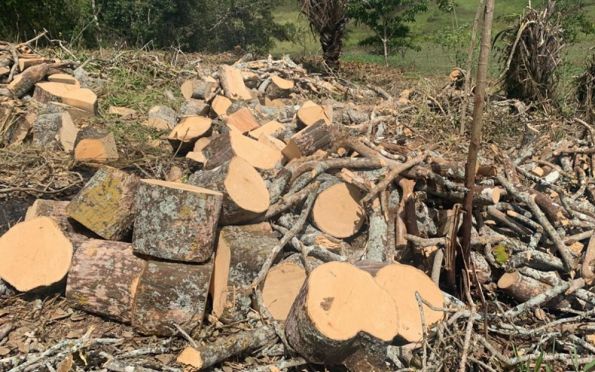 Desmatamento ilegal é flagrado em Santo Amaro das Brotas (SE)