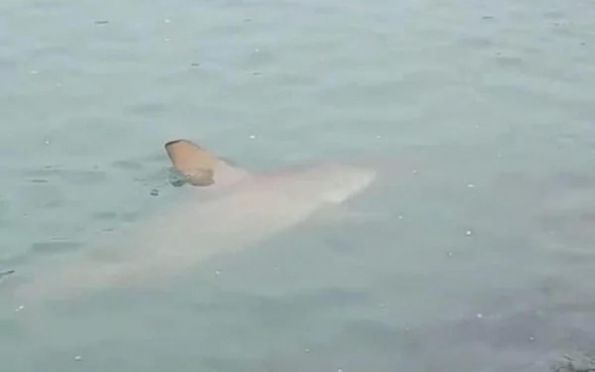 Jovem tenta nadar com golfinhos e é atacada por tubarão na Austrália