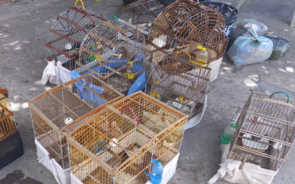 Nove pássaros são resgatados de cativeiro ilegal em Aracaju