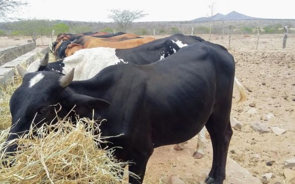 Segundo Emdagro não existe risco do mal da “vaca louca” em Sergipe