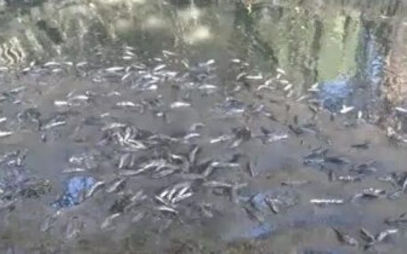 Peixes são encontrados sem vida no Rio do Sal, entre Aracaju e Socorro