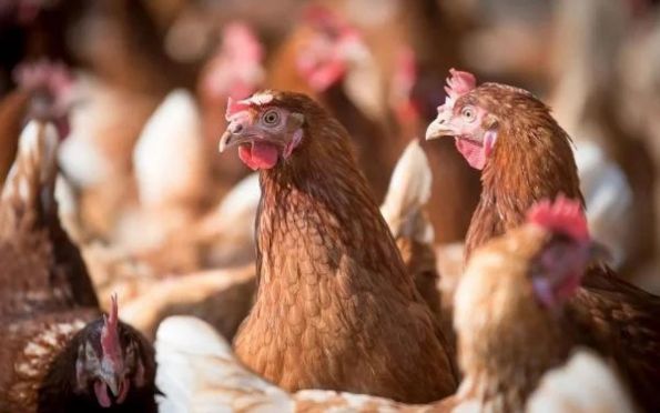 Argentina suspende exportações de frango após caso de gripe aviária