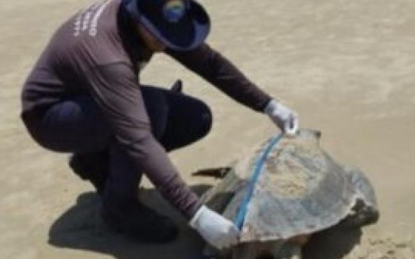 Duas tartarugas marinhas são encontradas mortas no Mosqueiro, em Aracaju