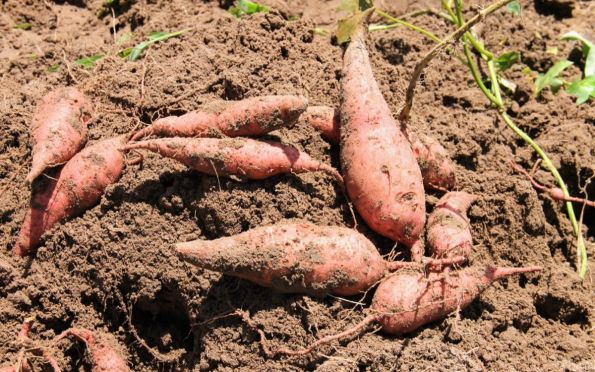 Emdagro vai realizar Dia de Campo sobre a batata doce em Itabaiana