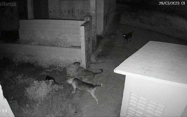 Gatos morreram por ataque de cachorros em Centro Social de Aracaju 