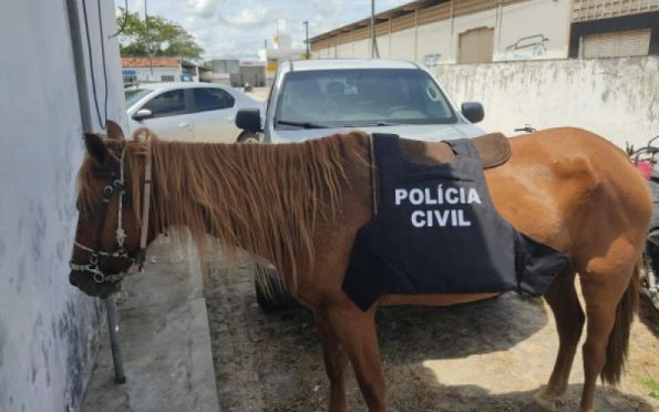 Homem é detido pela Delegacia de Neópolis por furtar égua no município