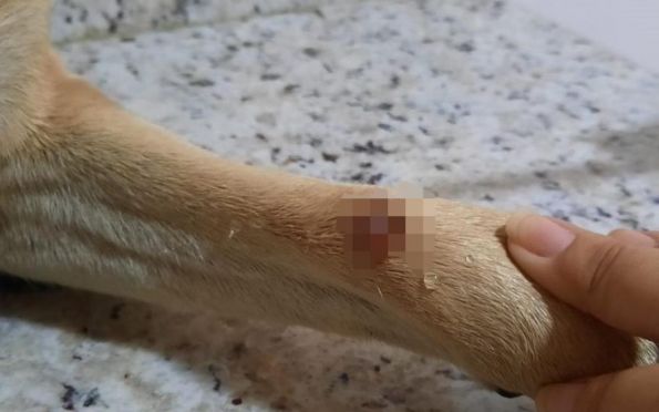 Itabaiana: homem é preso por agredir dois cachorros com arma de pressão