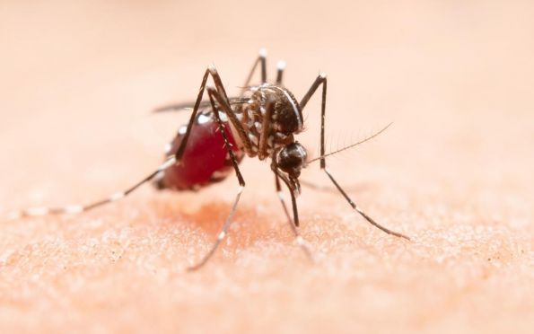 Ministério da Saúde avalia incorporar nova vacina da dengue ao SUS