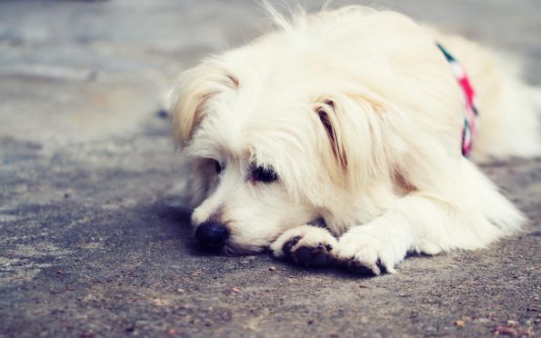 Síndrome da lágrima colorida: conheça a condição comum em cães