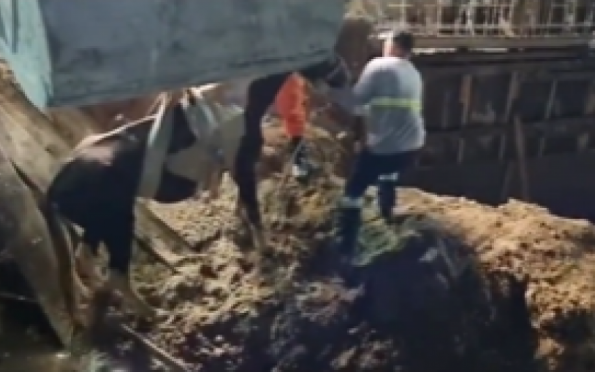 Cavalo em situação de maus-tratos é resgatado de canal em Aracaju