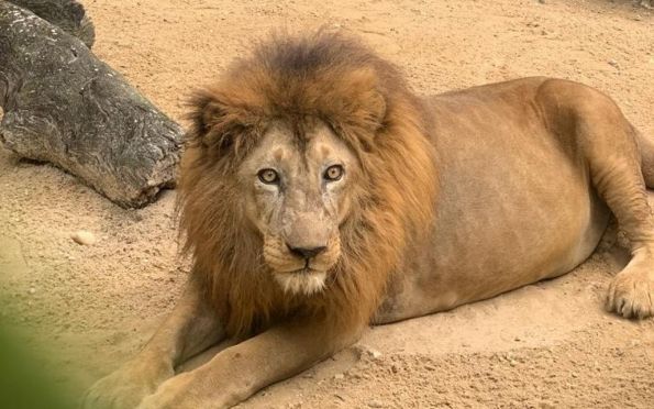 Com idade avançada, leão do Zoológico passa por exames e segue tratamento