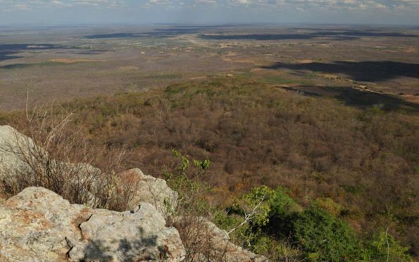 Dia da Caatinga: conheça iniciativas de proteção ao ecossistema em Sergipe