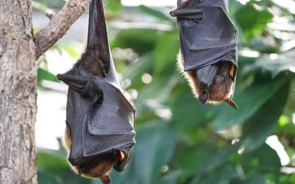 Homem morre após ser mordido por morcego enquanto dormia