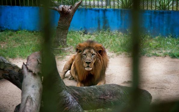 Leão do Zoológico de Aracaju, conhecido como Léo, morre aos 19 anos  