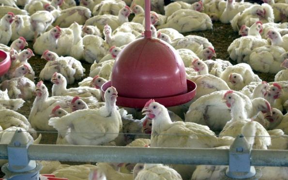 OMS confirma primeira morte por gripe aviária no mundo 