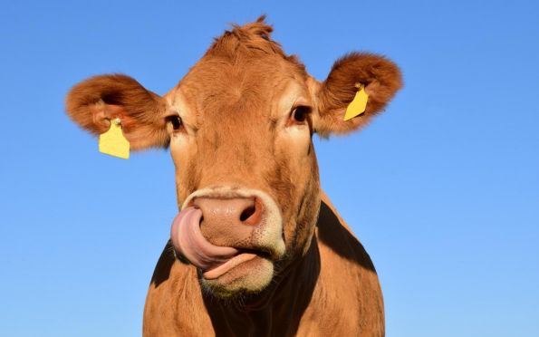 Rússia volta a importar carne bovina do Brasil após caso de vaca louca