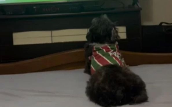 Torcida animal: cadelinha comemora título do Fluminense; assista