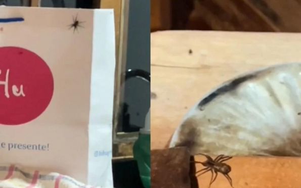 Vídeo: casal é surpreendido por infestação de aranhas em chalé no RJ