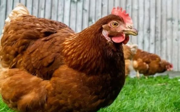  Duas pessoas são diagnosticadas com gripe aviária na Inglaterra