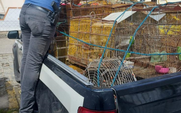 40 animais em situação de maus-tratos são resgatados em Aracaju