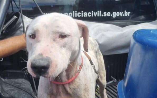 Cachorro em situação de maus-tratos é resgatado em Socorro (SE)