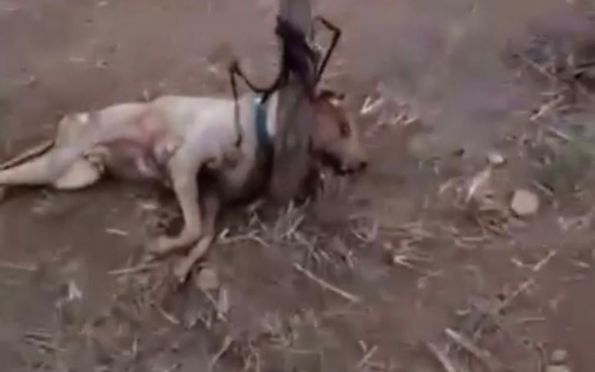 Cachorro morre após ser amarrado em uma estaca na zona rural de Aquidabã