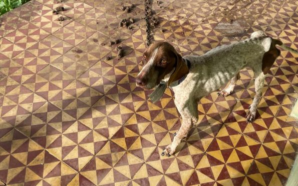 Cachorros em situação de maus-tratos são resgatados em Pedrinhas (SE)