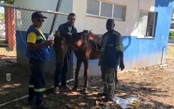 Cavalo em situação de abandono é resgatado na zona norte de Aracaju