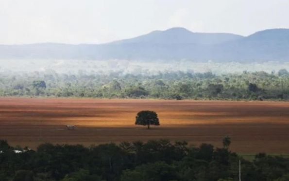 Desmatamento no Cerrado bate recorde no acumulado de 2023, diz Inpe