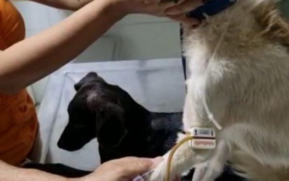 Dois cachorros em situação de maus-tratos são resgatados em Socorro (SE)