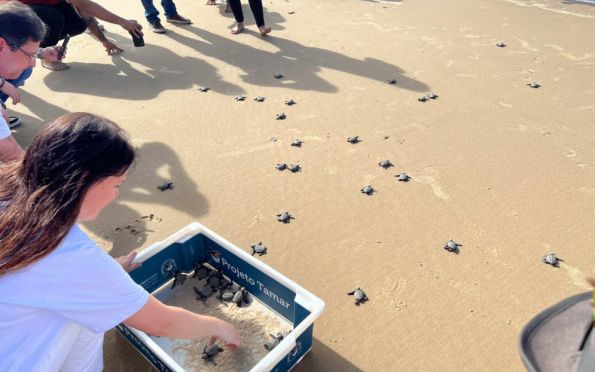 Ação da Eneva, Governo e Tamar solta 50 filhotes de tartarugas
